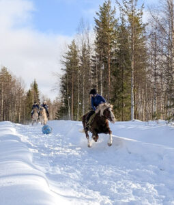 Horse canter in snowy forest trail and play mogu game